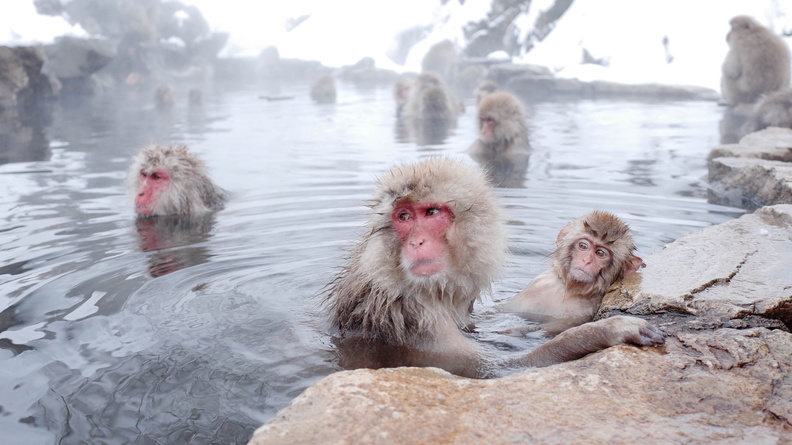 Japanese Macaques (Macaca fuscata) Onsen Day at Jigokudani Monkey Park, Nagano Prefecture, Japan